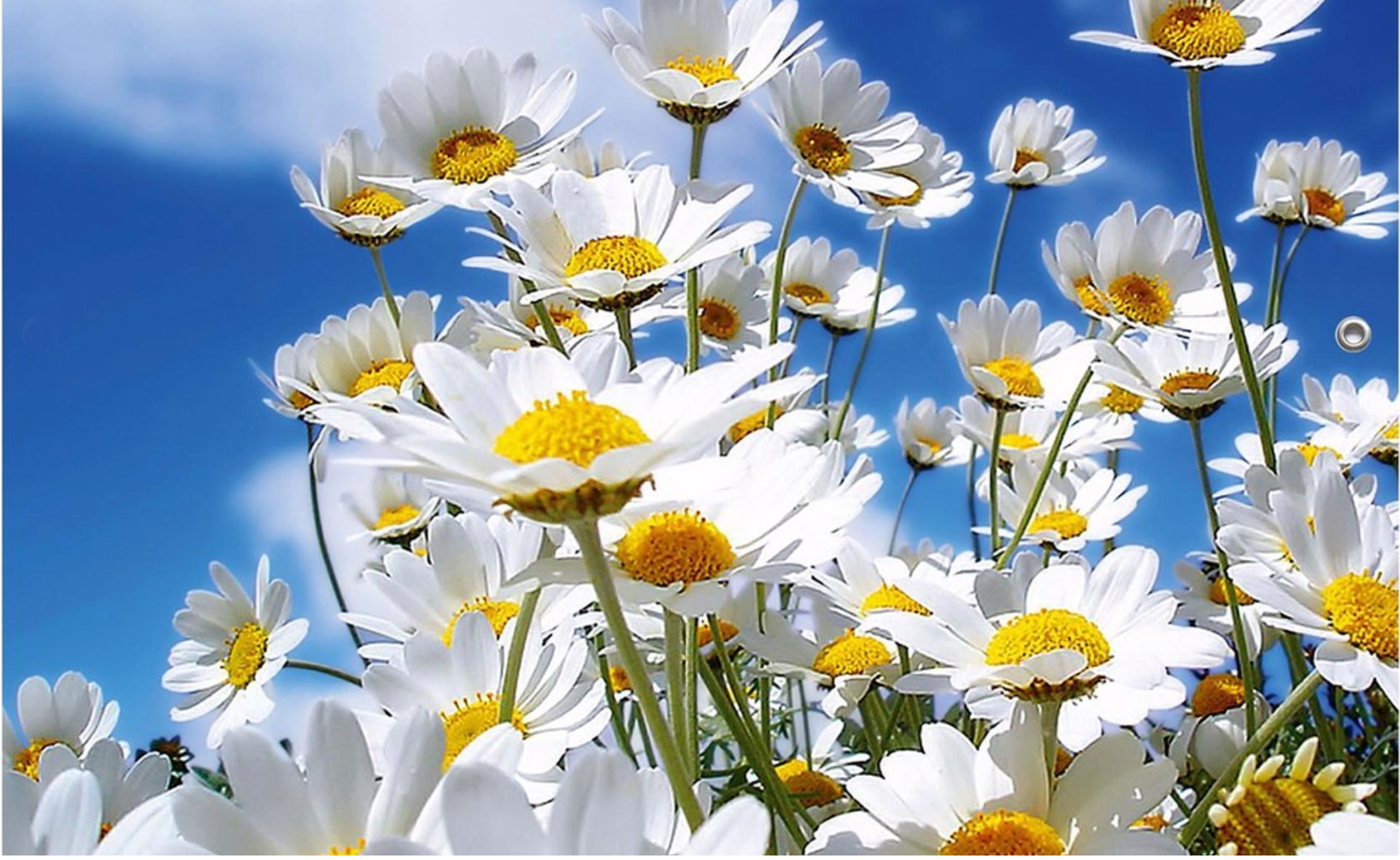 Meivakantie 2 weken (geen reguliere lessen)